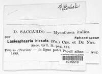 Lasiosphaeris hirsuta image